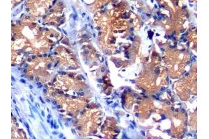 Detection of AFP in Porcine Stomach Tissue using Polyclonal Antibody to Alpha-Fetoprotein (AFP)