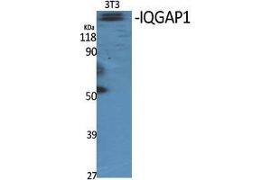 Western Blot (WB) analysis of specific cells using IQGAP1 Polyclonal Antibody. (IQGAP1 anticorps  (N-Term))