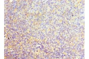 Immunohistochemistry of paraffin-embedded human tonsil tissue using ABIN7168971 at dilution of 1:100 (SRSF4 anticorps  (AA 1-180))