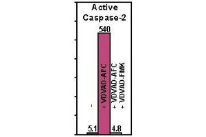 Active human caspase was expressed in E. (Caspase 2 Protéine)