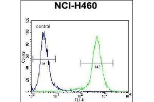 LCN9 Antibody (N-term) (ABIN655673 and ABIN2845139) flow cytometric analysis of NCI- cells (right histogram) compared to a negative control cell (left histogram). (LCN9 anticorps  (N-Term))