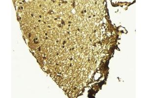 ABIN6268887 at 1/100 staining Mouse brain tissue by IHC-P.