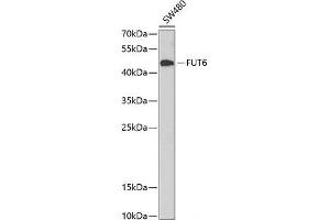 Western blot analysis of extracts of SW480 cells using FUT6 Polyclonal Antibody at dilution of 1:1000. (FUT6 anticorps)