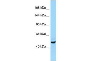 Host:  Rabbit  Target Name:  E2f7  Sample Type:  Rat Testis lysates  Antibody Dilution:  1. (E2F7 anticorps  (Middle Region))
