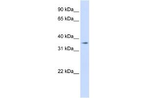 WB Suggested Anti-TMEM30B Antibody Titration:  0.