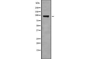 Western blot analysis StIp1 using HT29 whole cell lysates (ELP2 anticorps  (Internal Region))