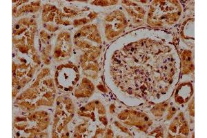 IHC image of ABIN7165879 diluted at 1:300 and staining in paraffin-embedded human kidney tissue performed on a Leica BondTM system. (POGLUT1 anticorps  (AA 132-392))