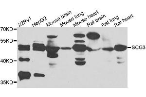 Western blot analysis of extracts of various cell lines, using SCG3 antibody. (SCG3 anticorps  (AA 199-468))
