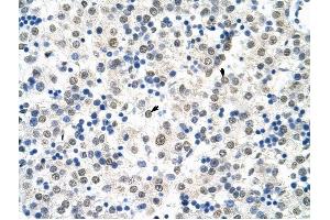 HSP90B1 antibody was used for immunohistochemistry at a concentration of 4-8 ug/ml to stain Hepatocytes (arrows) in Human Liver. (GRP94 anticorps)