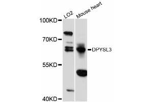 Western blot analysis of extracts of various cell lines, using DPYSL3 antibody (ABIN5997618) at 1:3000 dilution. (DPYSL3 anticorps)