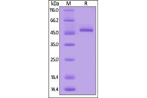 Mouse BAFF, Mouse IgG2a Fc Tag, low endotoxin on  under reducing (R) condition.