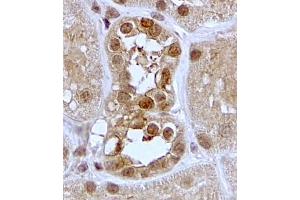 ABIN5539844 (2µg/ml) staining of paraffin embedded Human Kidney. (SGK1 anticorps  (C-Term))