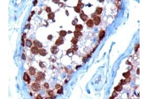 ABIN185185 (10µg/ml) staining of paraffin embedded Human Testis. (TCP1 alpha/CCTA anticorps  (C-Term))