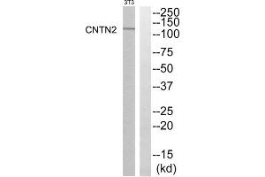 Western blot analysis of extracts from NIH-3T3 cells, using CNTN2 antibody. (CNTN2 anticorps  (N-Term))