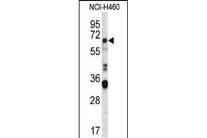 HERV-FRD Antibody (N-term) (ABIN656942 and ABIN2846131) western blot analysis in NCI- cell line lysates (35 μg/lane). (HERV-FRD Provirus Ancestral Env Polyprotein (Herv-frd) (AA 79-107), (N-Term) anticorps)