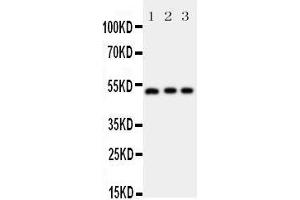 Western Blotting (WB) image for anti-Annexin A7 (ANXA7) (AA 445-460), (C-Term) antibody (ABIN3044073) (Annexin VII anticorps  (C-Term))