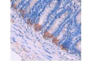 IHC-P analysis of Rat Intestine Tissue, with DAB staining. (LAMP2 anticorps  (AA 191-362))