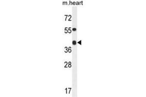 ADH4 Antibody (C-term) western blot analysis in mouse heart tissue lysates (35µg/lane). (ADH4 anticorps  (C-Term))