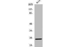 Western Blot analysis of HeLa cells using Cleaved-KLK11 (I54) Polyclonal Antibody (Kallikrein 11 anticorps  (Cleaved-Ile54))