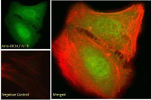 ABIN334426 Immunofluorescence analysis of paraformaldehyde fixed U2OS cells, permeabilized with 0.
