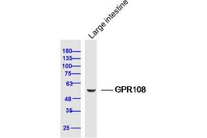 Mouse large intestine lysates probed with GPR108 Polyclonal Antibody, Unconjugated  at 1:300 dilution and 4˚C overnight incubation. (GPR108 anticorps  (AA 101-200))
