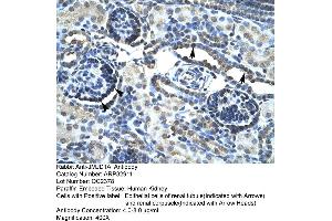 Human kidney (KDM3A anticorps  (C-Term))