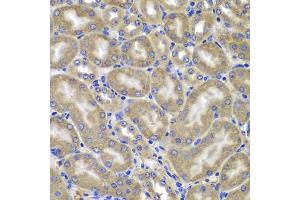 Immunohistochemistry of paraffin-embedded mouse kidney using NLRC4 antibody (ABIN5975127) at dilution of 1/100 (40x lens). (NLRC4 anticorps)