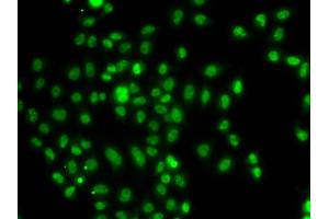 Immunofluorescence analysis of A549 cells using FOXN2 antibody (ABIN5975817). (FOXN2 anticorps)