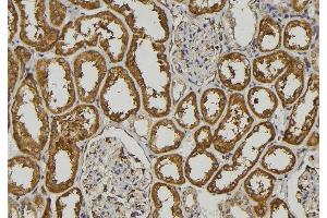ABIN6273212 at 1/100 staining Human kidney tissue by IHC-P. (COLEC11 anticorps  (C-Term))