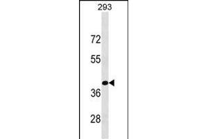 KLF15 Antibody (C-term) (ABIN1537214 and ABIN2849637) western blot analysis in 293 cell line lysates (35 μg/lane). (KLF15 anticorps  (C-Term))
