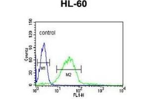 Flow cytometric analysis of HL-60 cells using LIPE Antibody (C-term) Cat.