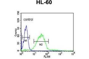 Flow cytometric analysis of HL-60 cells using LIPE Antibody (C-term) Cat. (LIPE anticorps  (C-Term))