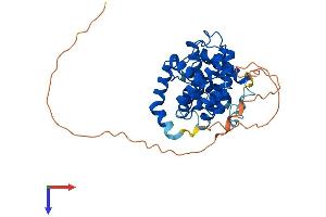AlphaFold protein structure predicition of Mouse Recombinant Ccno Protein, UniprotID P0C242