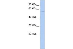 WB Suggested Anti-CHRNA3 Antibody Titration: 0. (CHRNA3 anticorps  (N-Term))