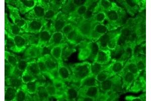 Immunocytochemistry/Immunofluorescence analysis using Mouse Anti-Hsp90 Monoclonal Antibody, Clone 4F3. (HSP90 anticorps)