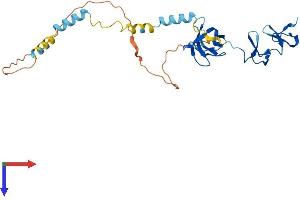AlphaFold protein structure predicition of Mouse Recombinant Lasp1 Protein, UniprotID Q61792