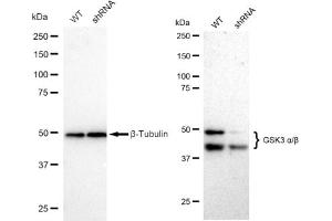 Western blotting analysis using GSK3 alpha/beta antibody (ABIN7798778). (Recombinant GSK3 alpha/beta anticorps)