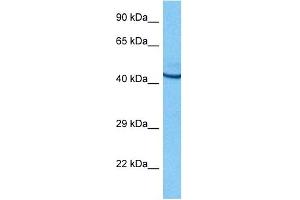 Host:  Rat  Target Name:  POU2F3  Sample Tissue:  Rat Brain  Antibody Dilution:  1ug/ml