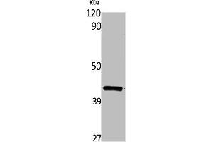 Western Blot analysis of rat kidney cells using Wnt-16 Polyclonal Antibody