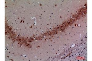 Immunohistochemistry (IHC) analysis of paraffin-embedded Rat Brain, antibody was diluted at 1:100.
