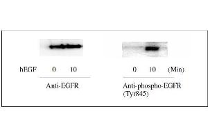 Western blot analysis of extracts from 100 ng/mL hEGF treated A431 cells. (EGFR Kit ELISA)