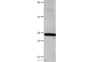 Western blot analysis of Hela cell, using LGALS1 Polyclonal Antibody at dilution of 1:500 (LGALS1/Galectin 1 anticorps)
