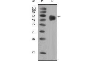 Western Blot showing FGFR4 antibody used against extracellular domain of human FGFR4 (aa22-369). (FGFR4 anticorps)