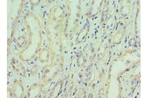 Immunohistochemistry of paraffin-embedded human kidney tissue using ABIN7152153 at dilution of 1:100 (EIF3E anticorps  (AA 1-445))