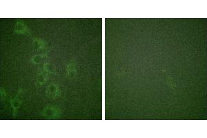 P-peptide - +Immunofluorescence analysis of HuvEc cells, using Histamine H1 Receptor (Phospho-Ser398) antibody. (HRH1 anticorps  (pSer398))