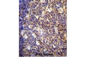 ALOX12B antibody (C-term) immunohistochemistry analysis in formalin fixed and paraffin embedded human tonsil tissue followed by peroxidase conjugation of the secondary antibody and DAB staining.