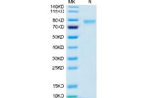 Biotinylated Human 4-1BB Ligand (Trimer) on Tris-Bis PAGE under reduced condition.