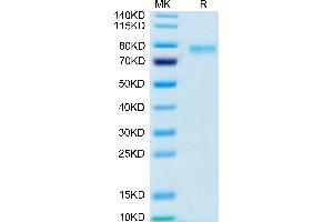 Biotinylated Human 4-1BB Ligand (Trimer) on Tris-Bis PAGE under reduced condition. (TNFSF9 Protein (Trimer) (Fc Tag,Biotin))