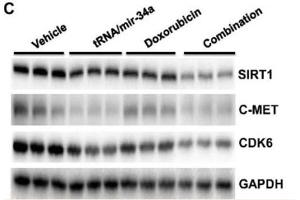 Comparison of miR-34a and target oncogene expression levels in 143B cells treated with bioengineered miR-34a prodrug (tRNA/mir-34a) and doxorubicin, alone or in combination.