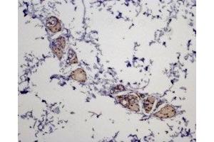 Expression of MC5R in rat skin - Immunohistochemical staining of paraffin embedded rat skin section using Anti-MC5 Receptor Antibody (ABIN7043325 and ABIN7044598), (1:100).